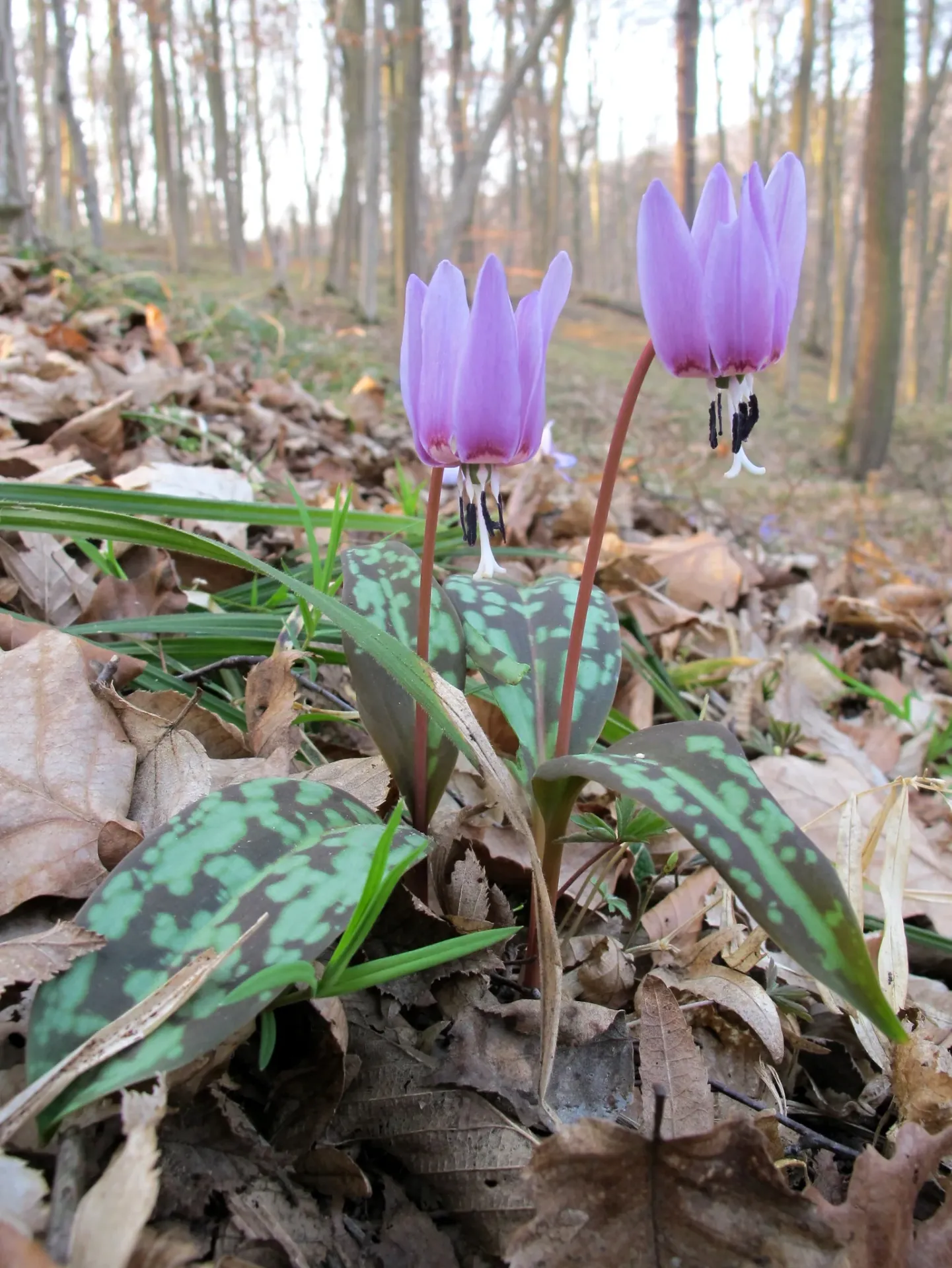 [476] Erythronium dens-canis