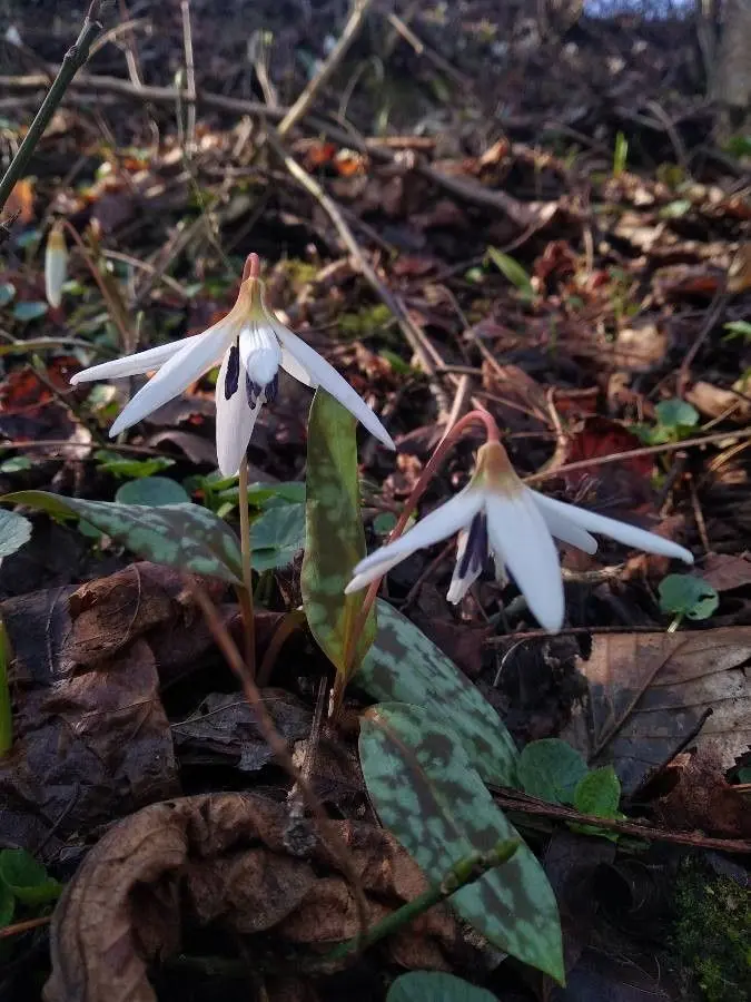 [477] Erythronium dens-canis 'Snow Flake'