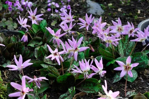 Erythronium dens-canis 'Lilac-Wonder'