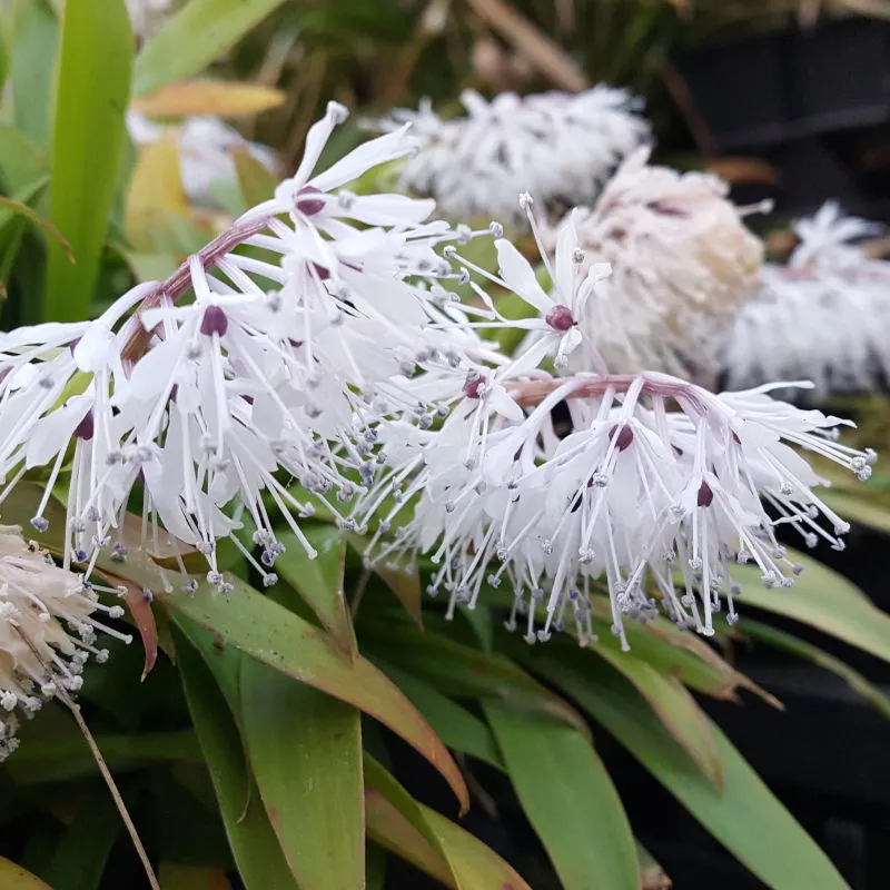 [482] Ypsilandra tibetica