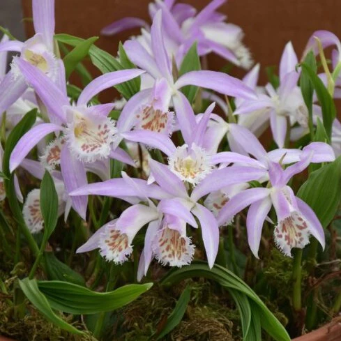 [484] Pleione formosanum