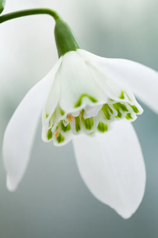 [485] Galanthus 'lady Beatrix Stanley'