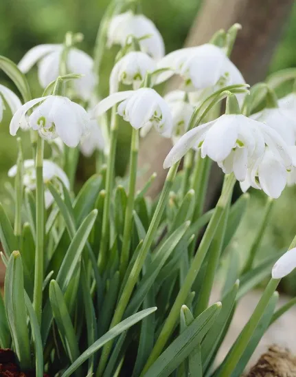 Galanthus nivalis 'Flore Pleno'