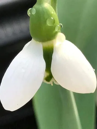 [487] Galanthus elwesii 'Beluga'