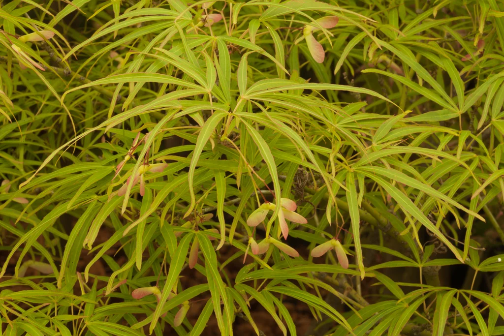 [488] Acer palmatum 'Linearilobum'