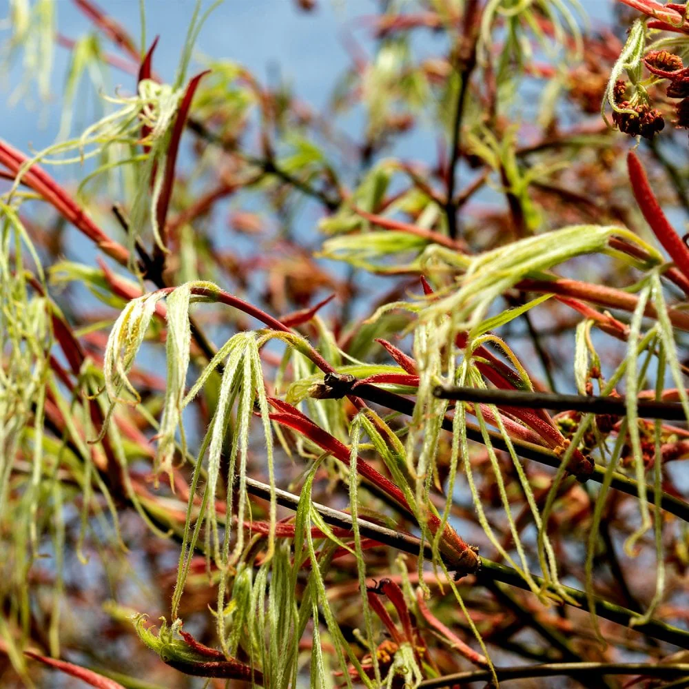 [489] Acer palmata Koto-no-Ito