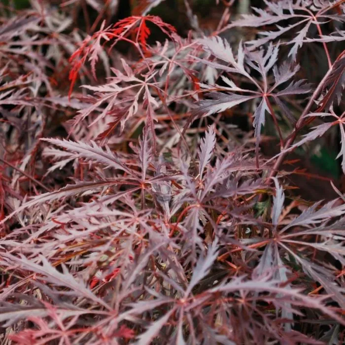 [490] Acer palmatum 'Garnet'