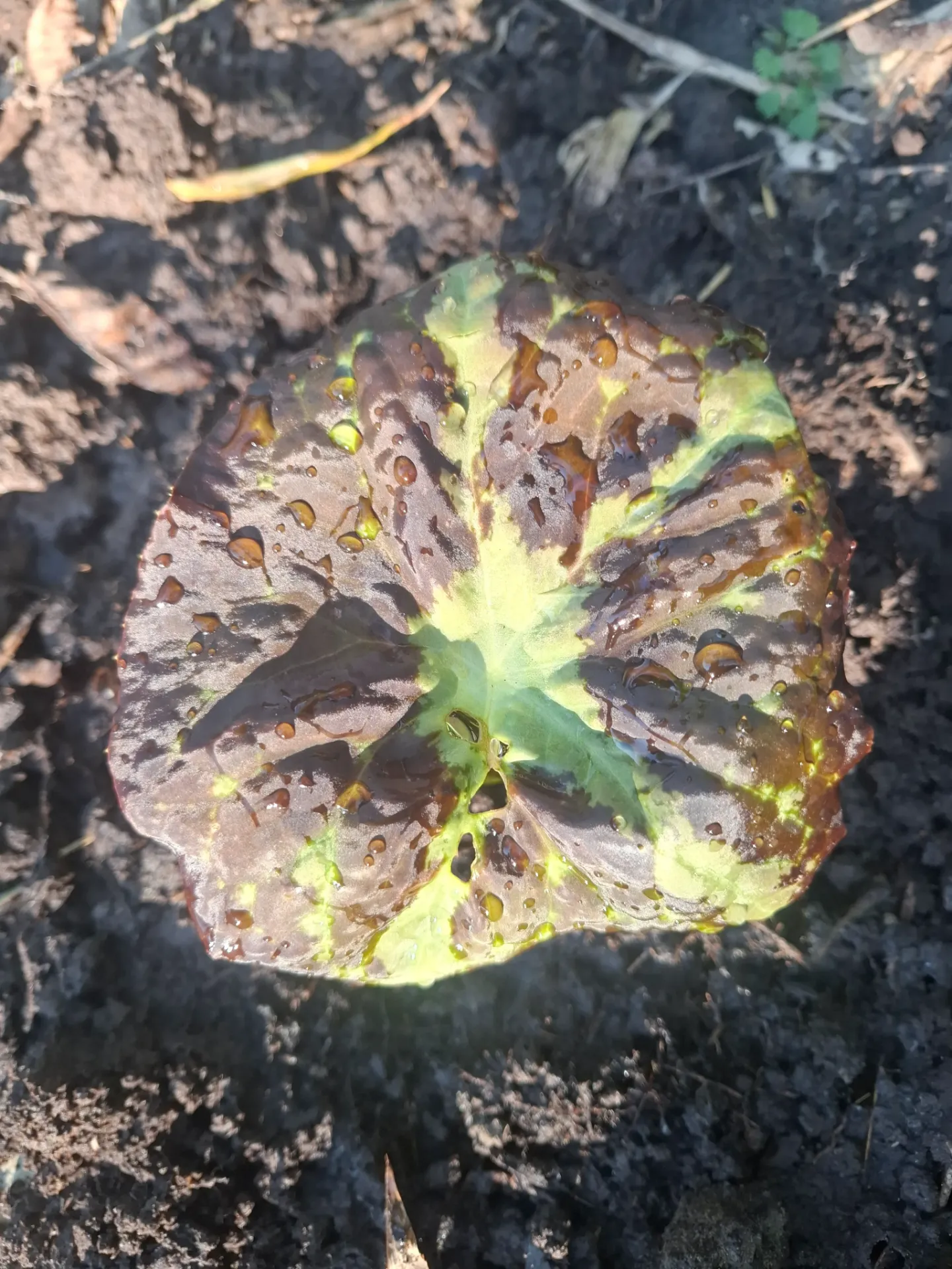 [493] Podophyllum chengii 'Hunan' (var.Japan)