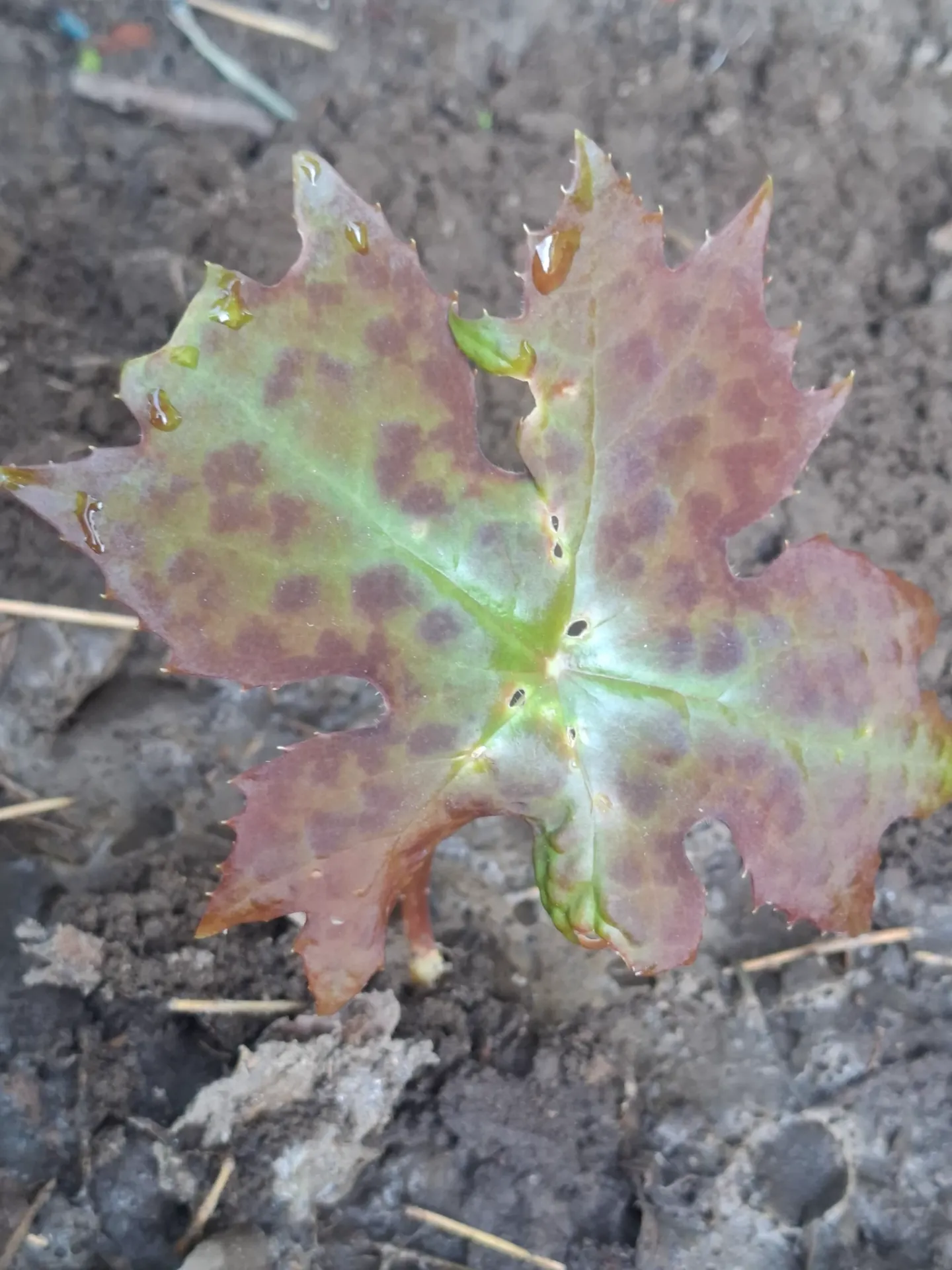 [495] Podophyllum delavayi sp. Herman De Swerdt