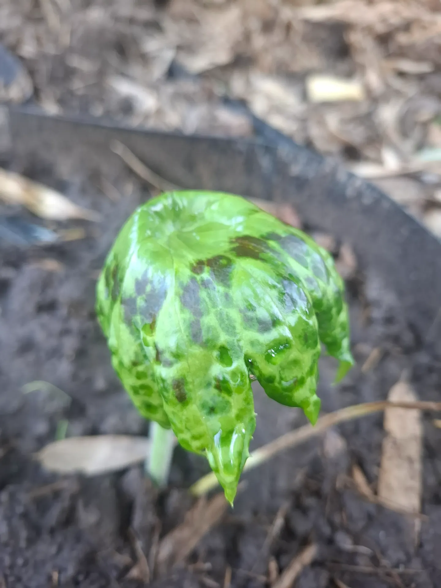 [494] Podophyllum Kaleidoscope
