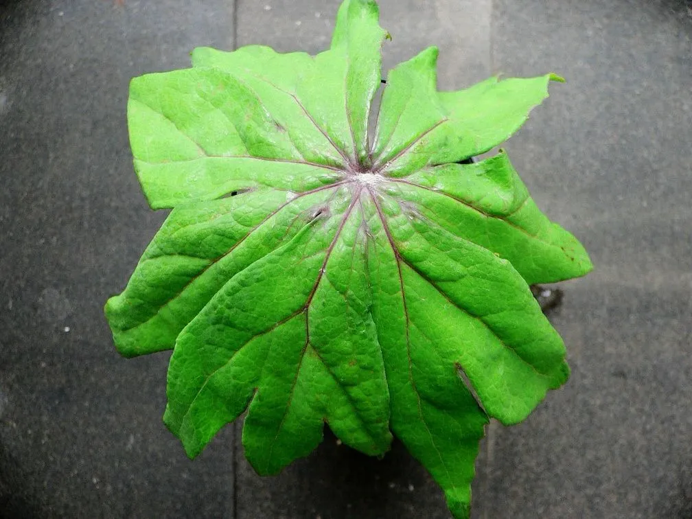 [496] Syneilesis palmata Komenenagashi