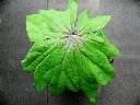 Syneilesis palmata Komenenagashi