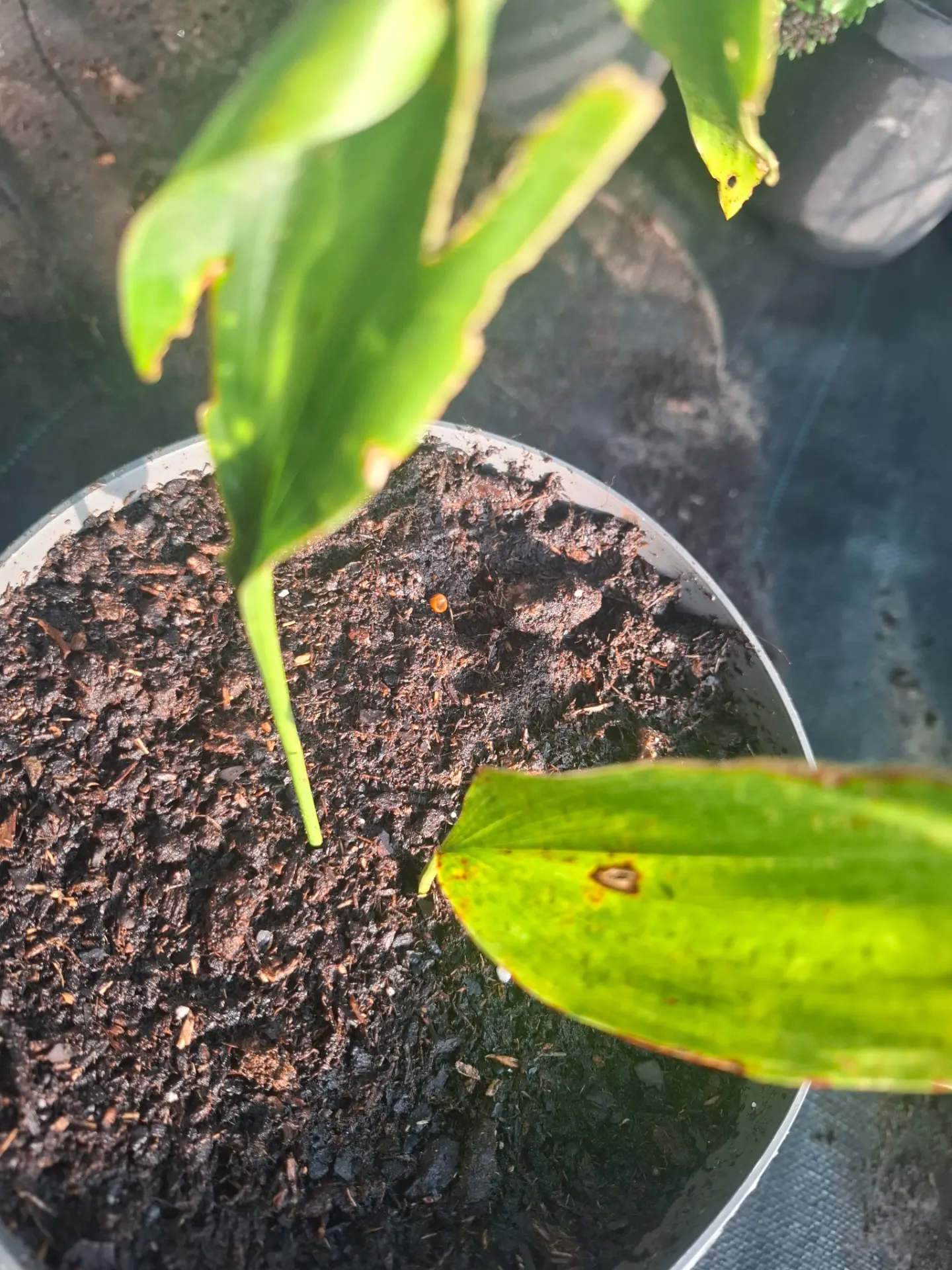 [498] Aspidistra molendinacea