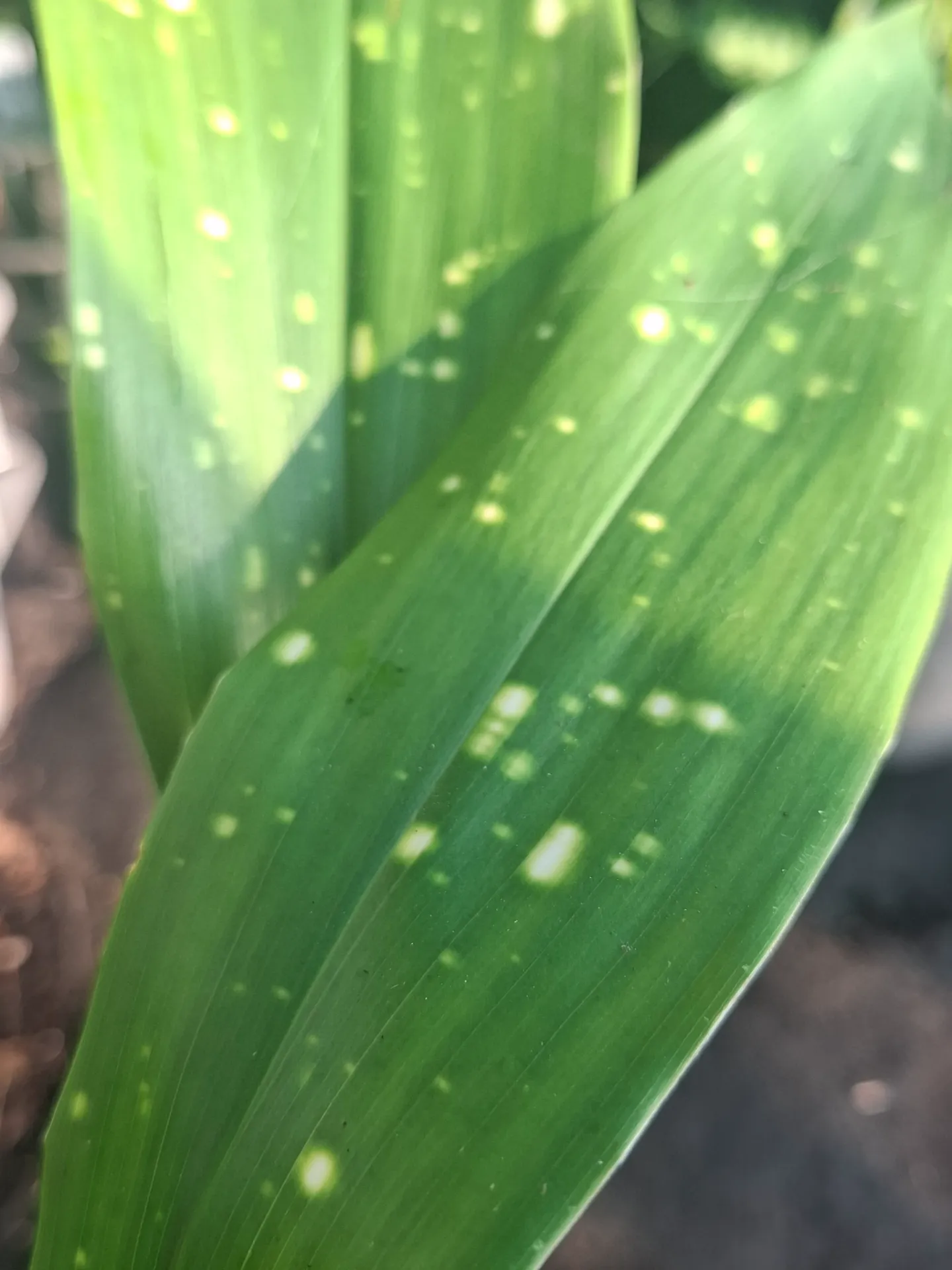 [499] Aspidistra daibuensis 'Yuli Yummi' BSWJ 6863