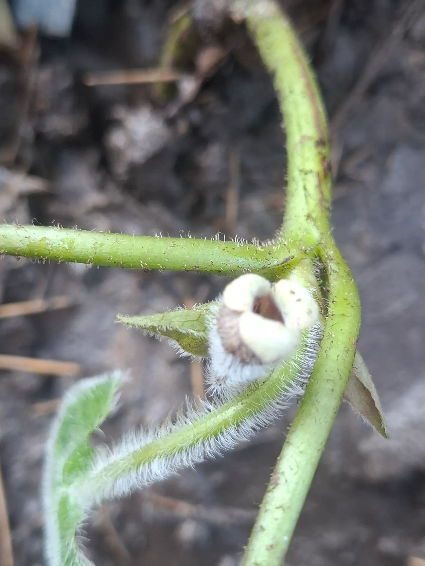 [502] Asarum pulchellum