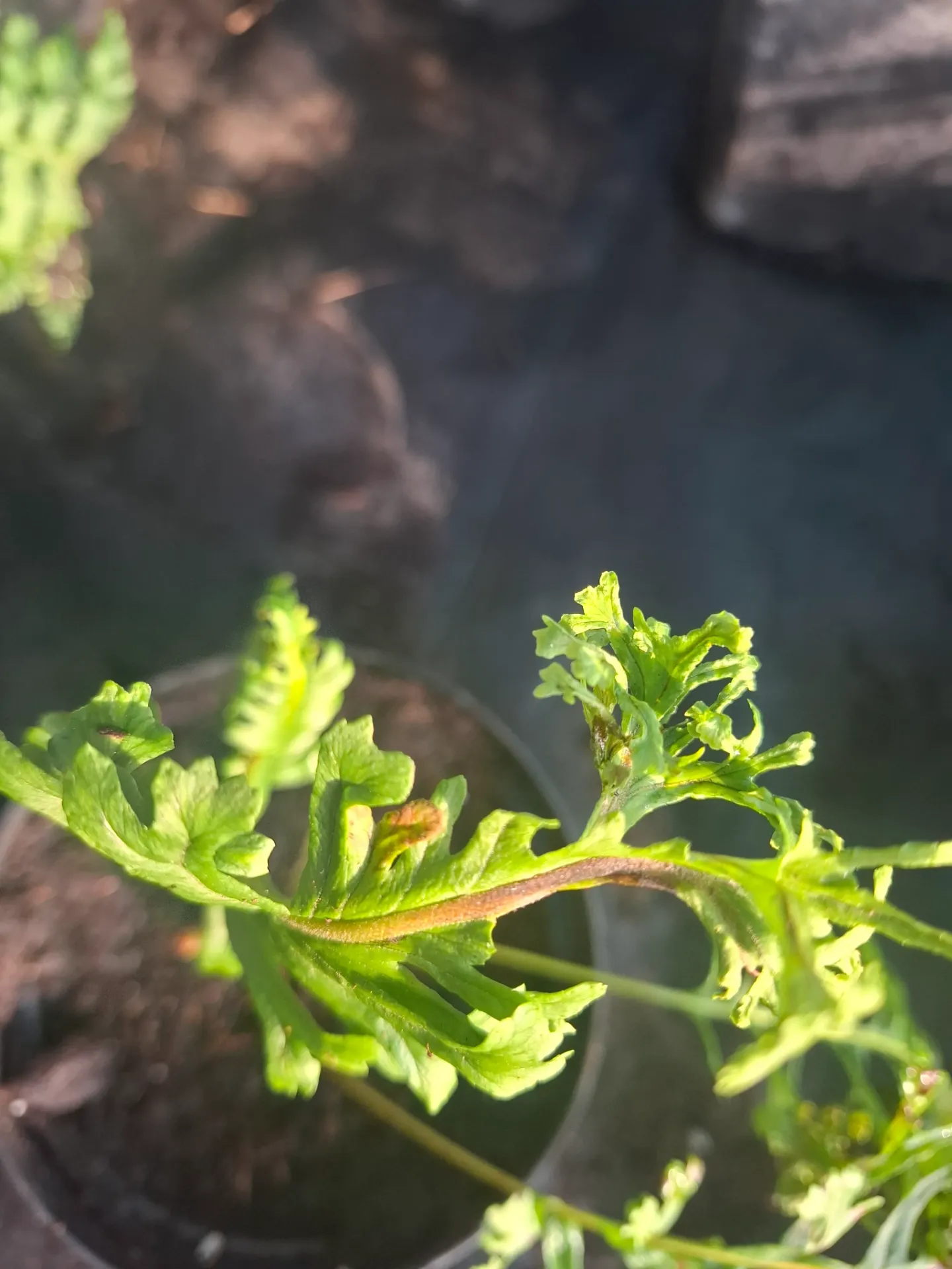 [503] Polypodium glycyrrhiza Grandiceps 'Diana'