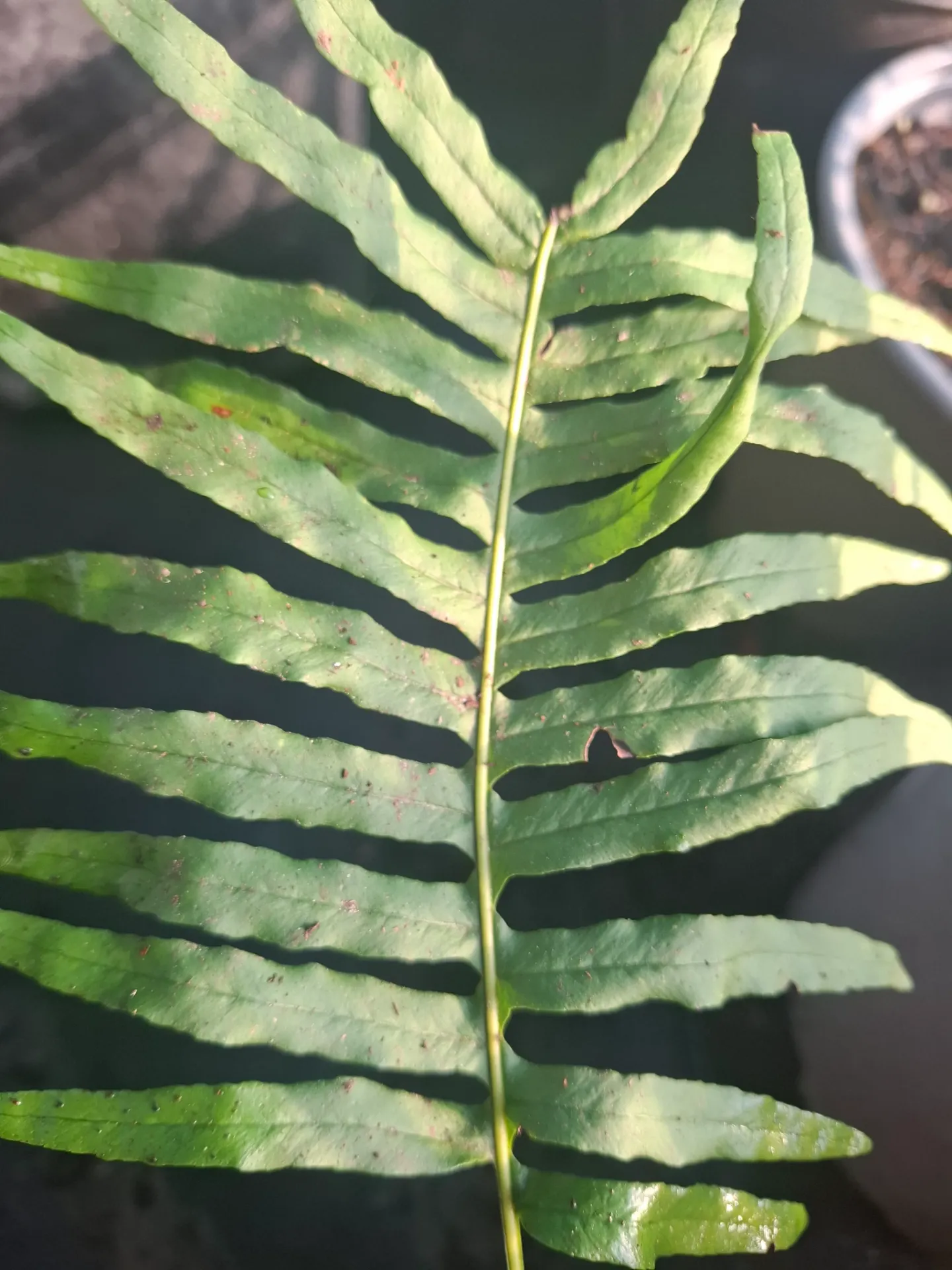 [505] Polypodium 'Ullung Island'
