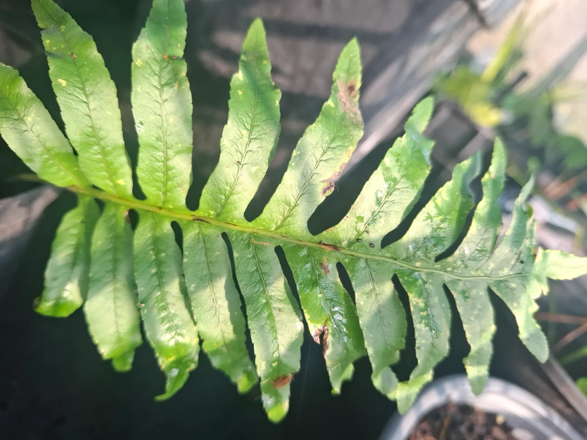 Polypodium cambricum Oxford Gold