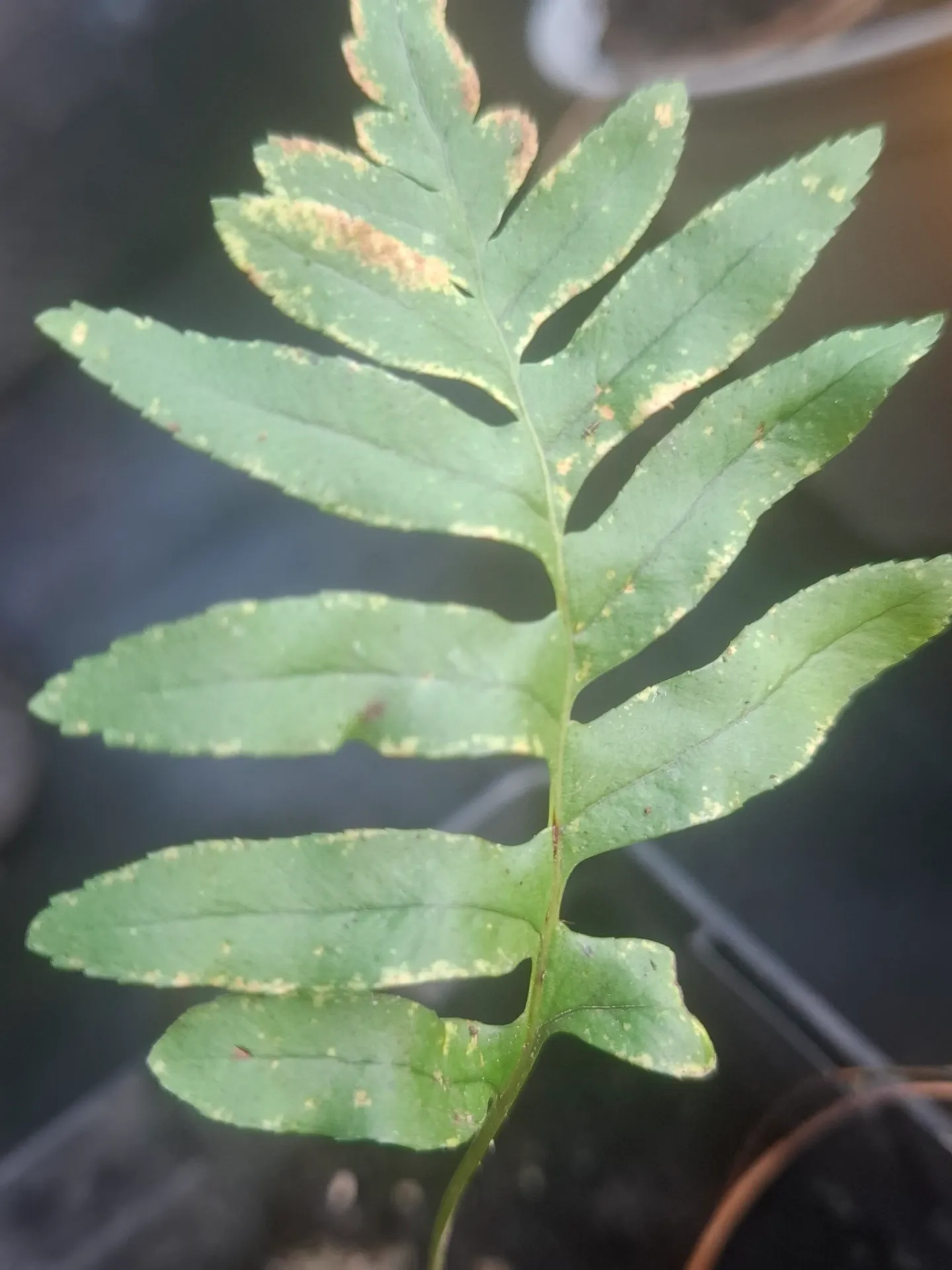 [507] Polypodium x Shivasiae
