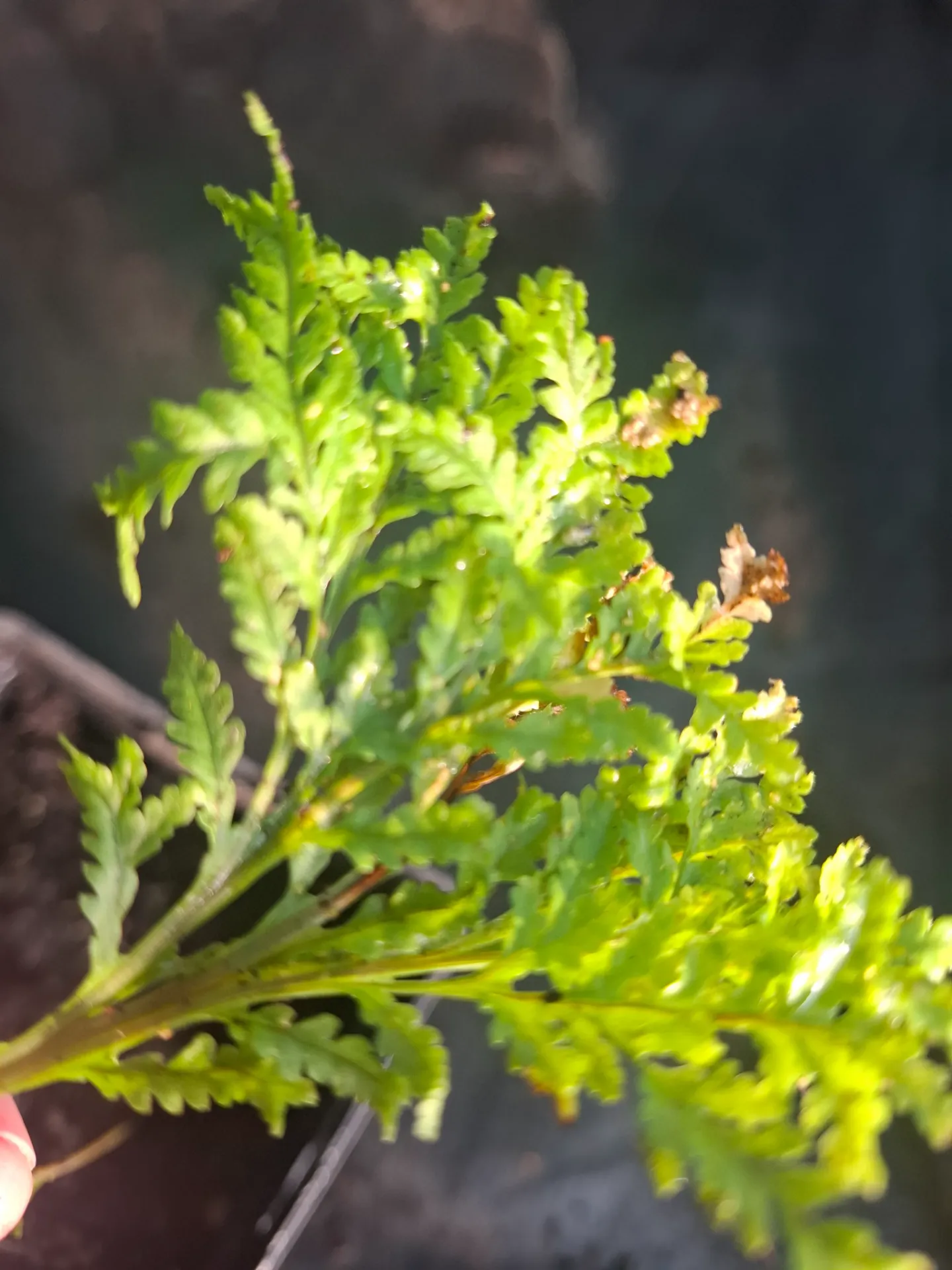 Polypodium vulgare 'Jean Taylor'