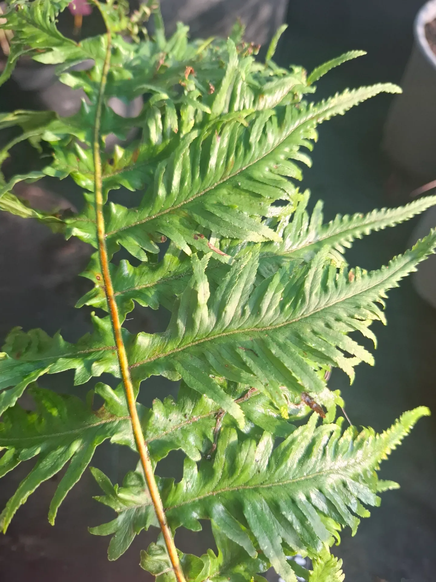 Polypodium glycyrrhiza 'Malahatense'