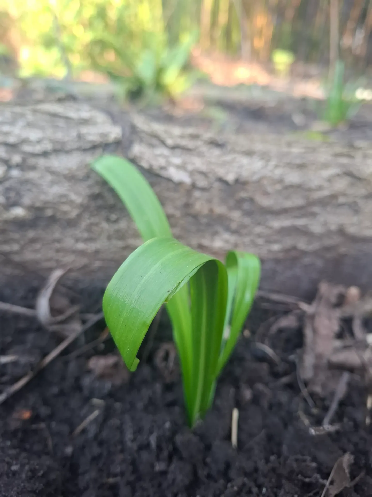Galanthus woronowii 'Elizabeth Harrison'
