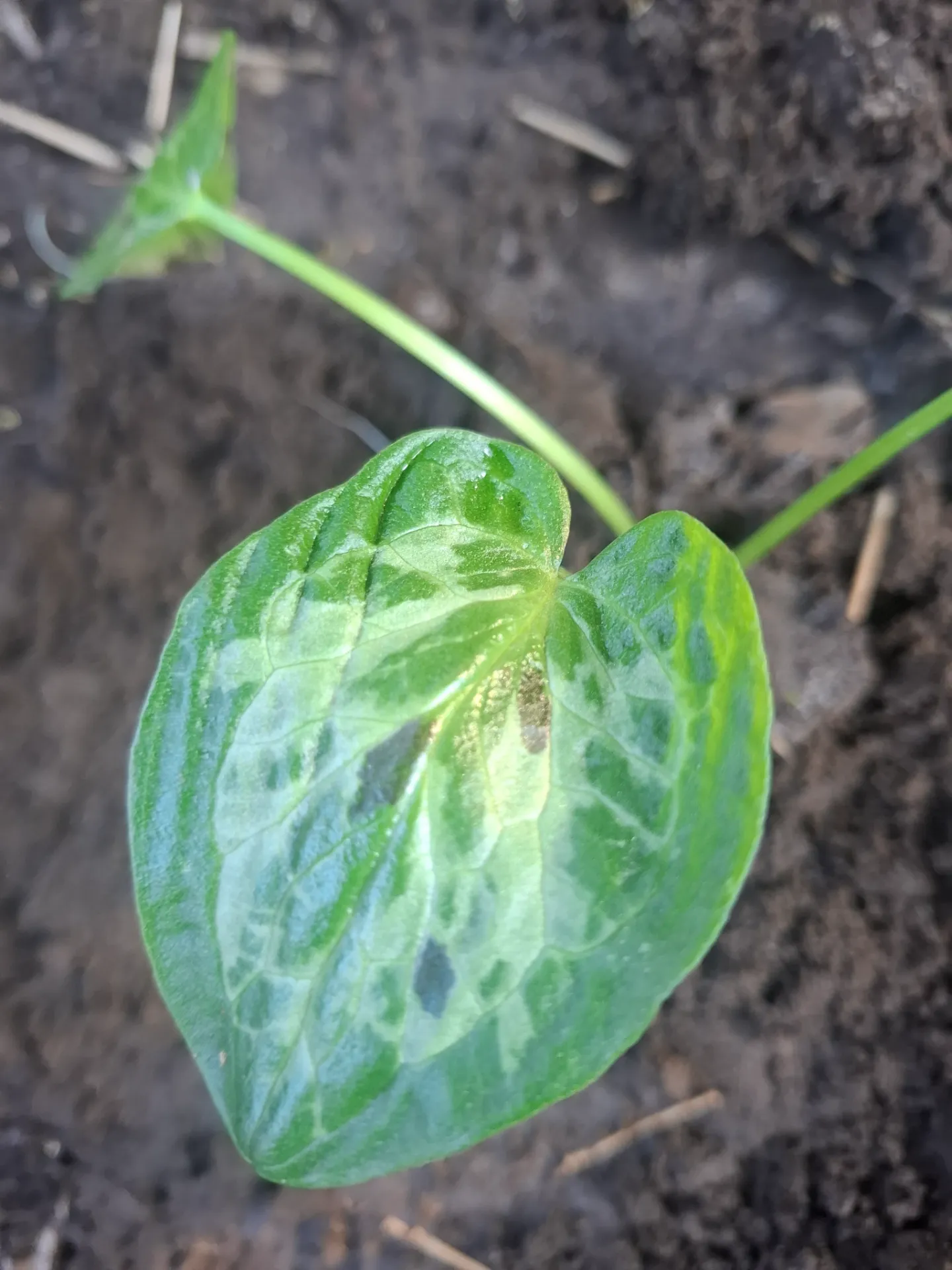 Arum italicum chameleon 'H. De Swerdt'