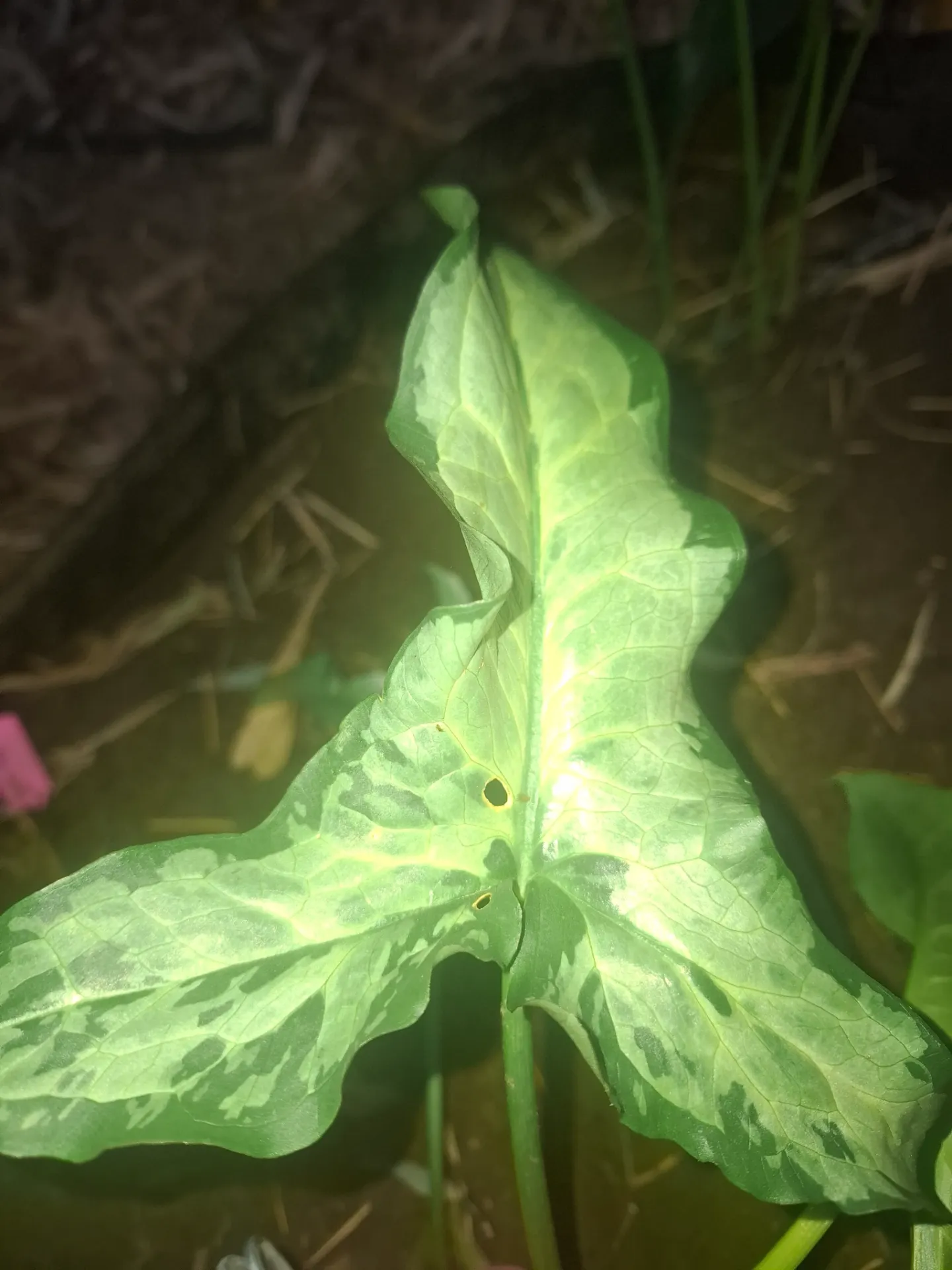 Arum italicum Monksilver 'H. De Swerdt'