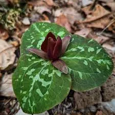 [491] Trillium cuneatum