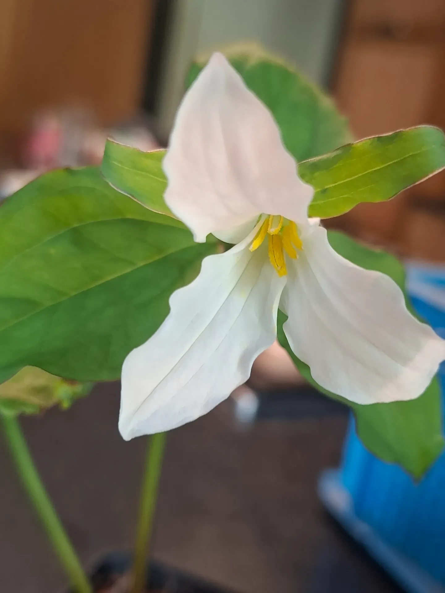 [492] Trillium grandiflorum