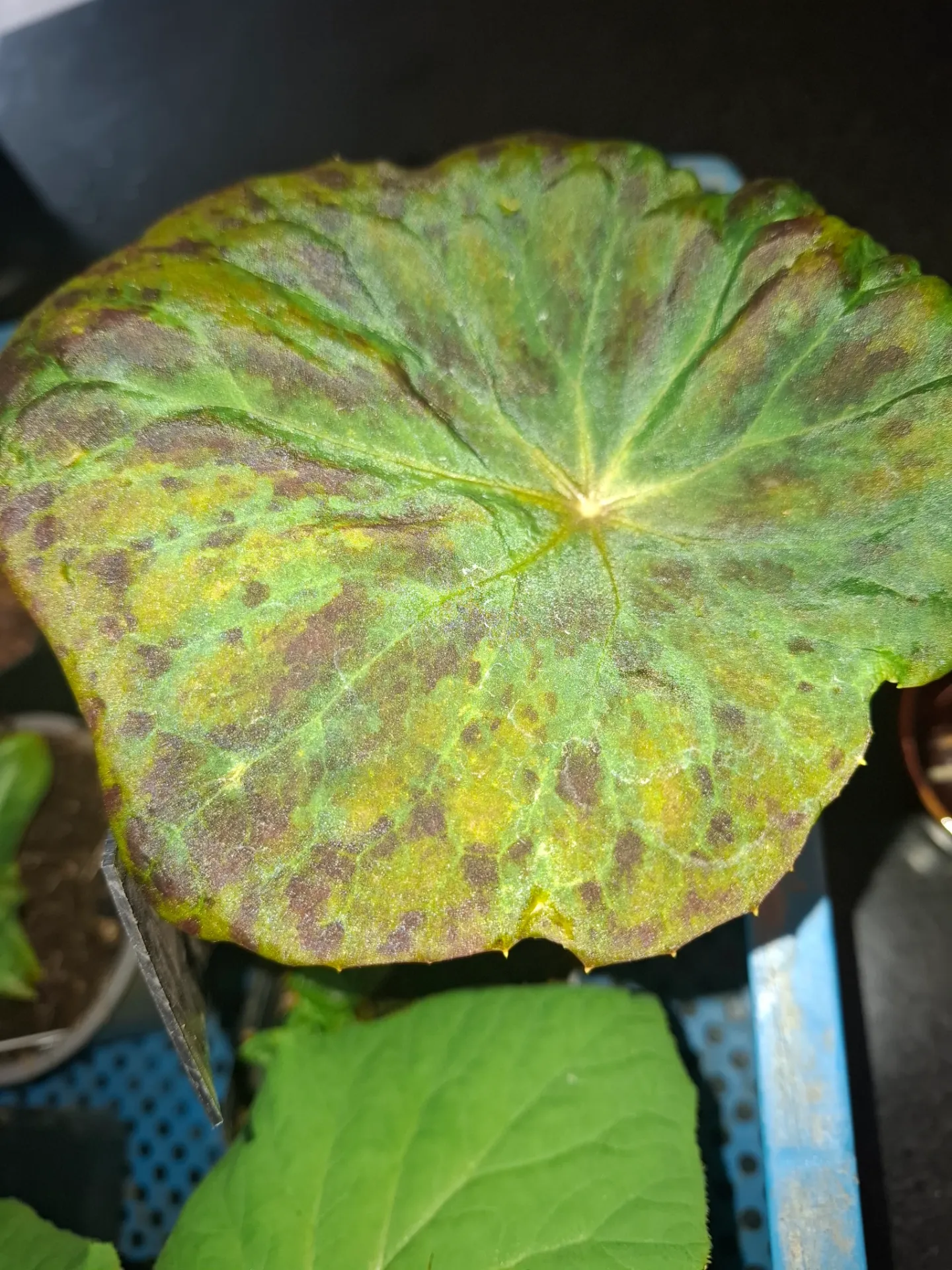 Podophyllum delavayi sp. 2