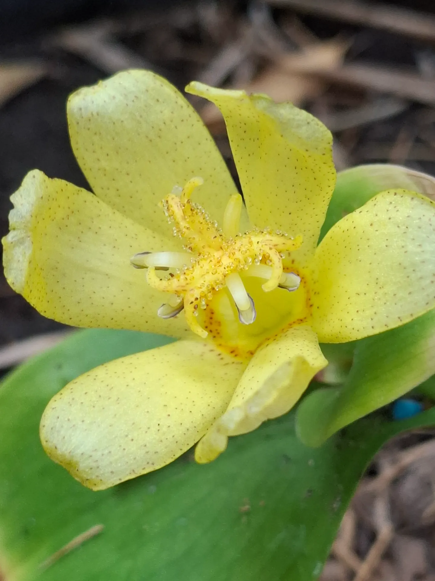 Tricyrtis Ohsumiensis
