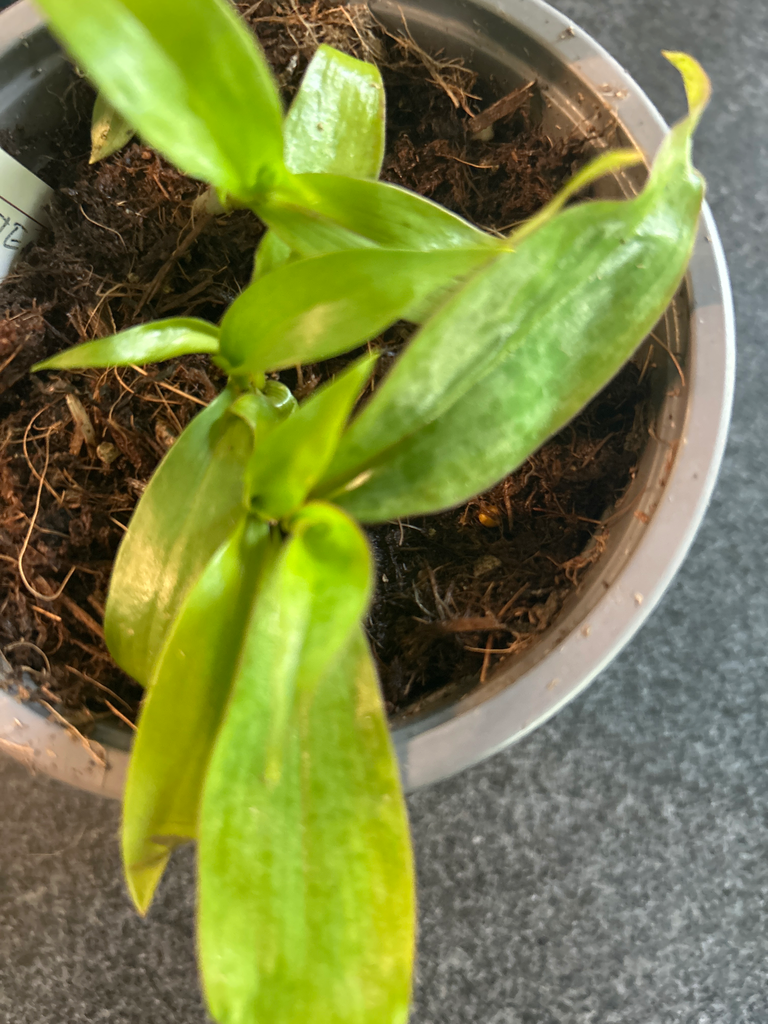 Tricyrtis Ohsumiensis