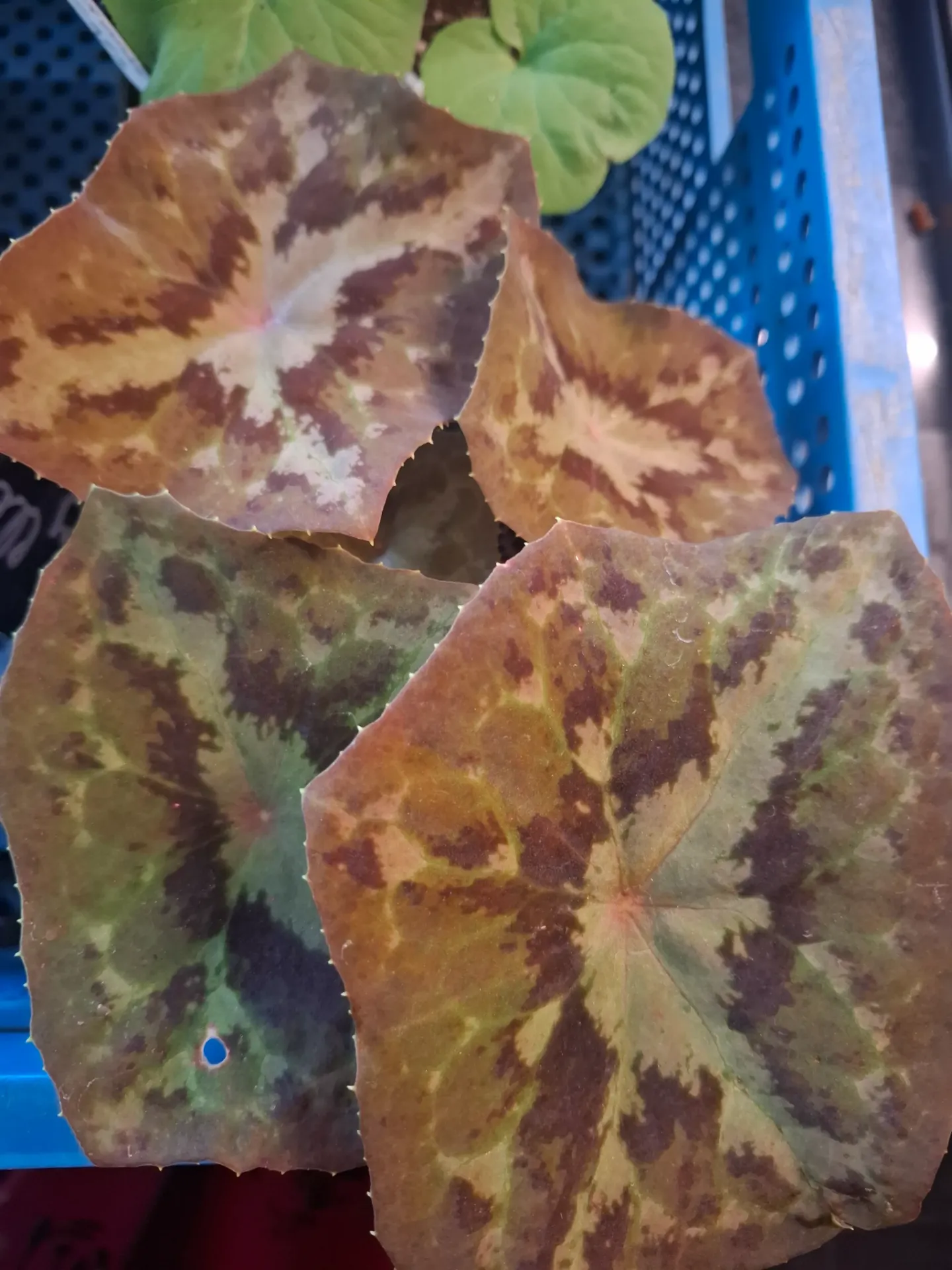 Podophyllum delavayi sp. 3