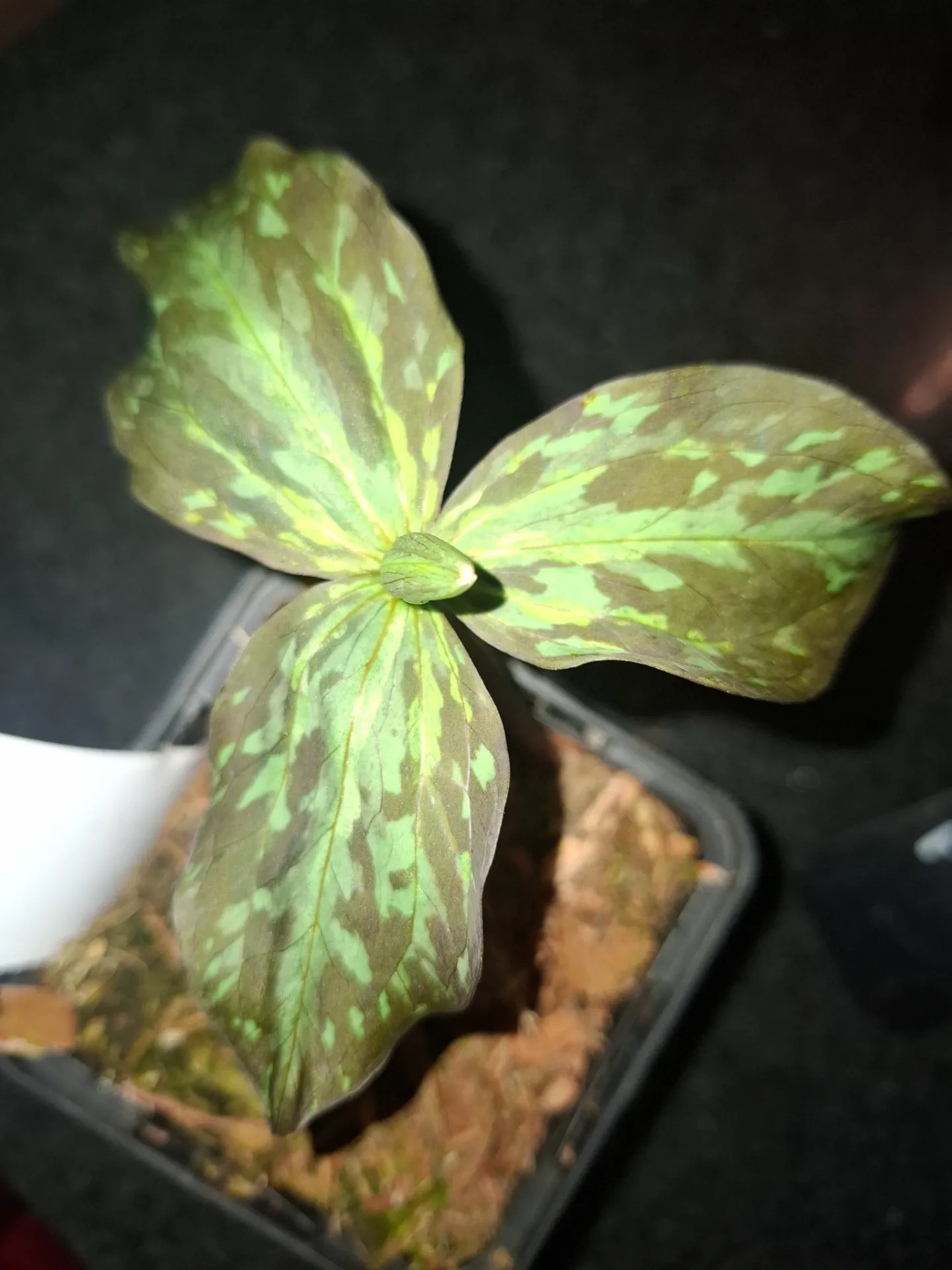 [516] Trillium luteum