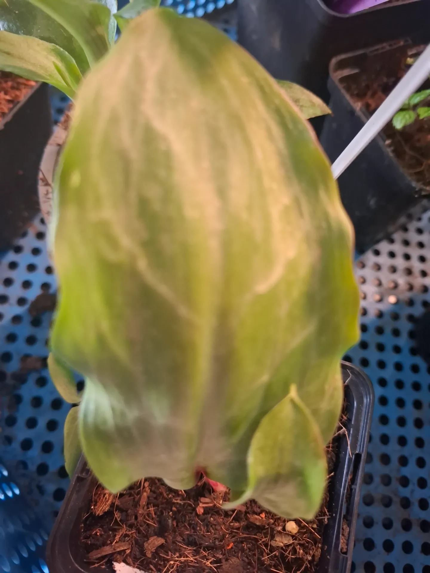 [515] Erythronium 'White Beauty'