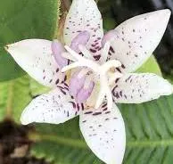 [520] Tricyrtis hirta Mine-no-Yuki