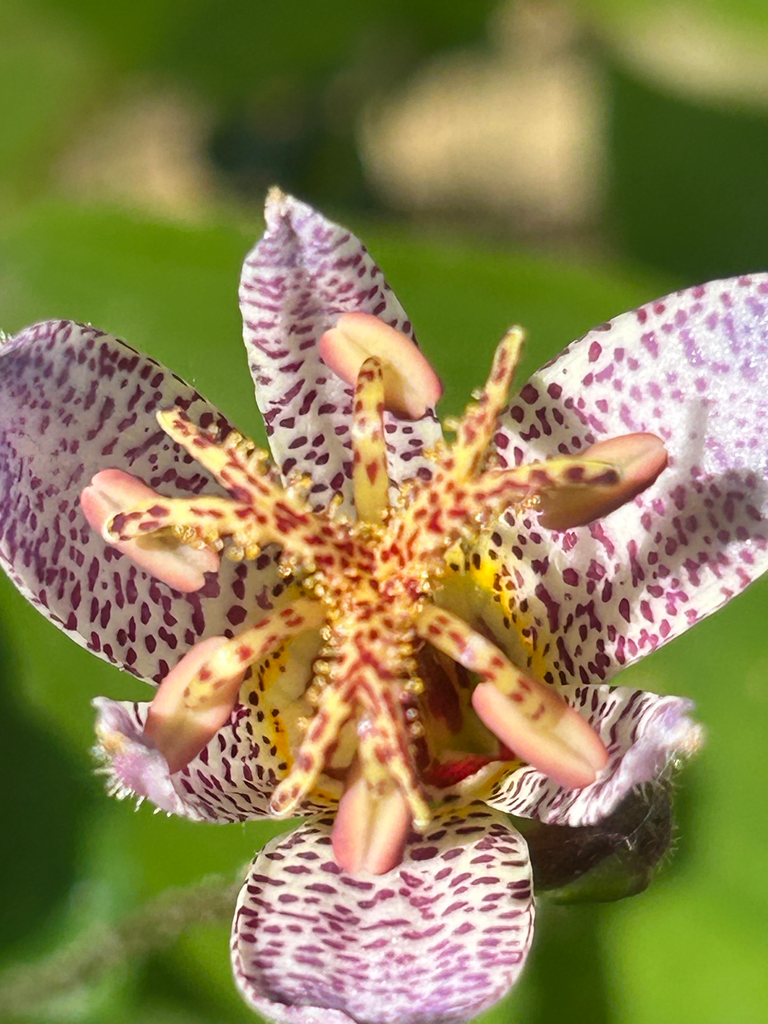 [521 560] Tricyrtis Ravennii RWJ 10012