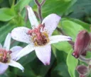 Tricyrtis Ravennii RWJ 10012