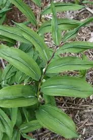 [522] Polygonatum odoratum 'Koryu'