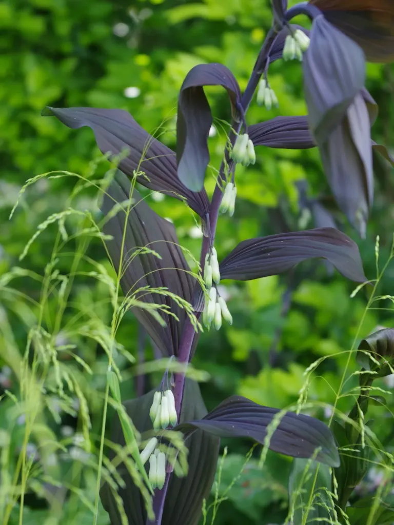 Polygonatum x hybridum 'Betberg' (syn. Polygonatum multiflorum 'Betberg'