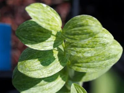 [524] Polygonatum humile 'Ryu-Sei'