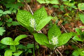 Chloranthus Serratus (?)