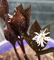 [532] Chloranthus japonicus Karasuba