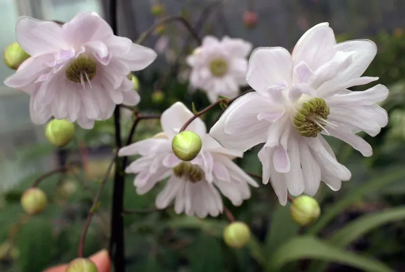 [538] Anemonopsis macrophylla Flore Plena