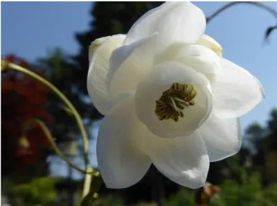 [539] Anemonopsis macrophylla White Swan