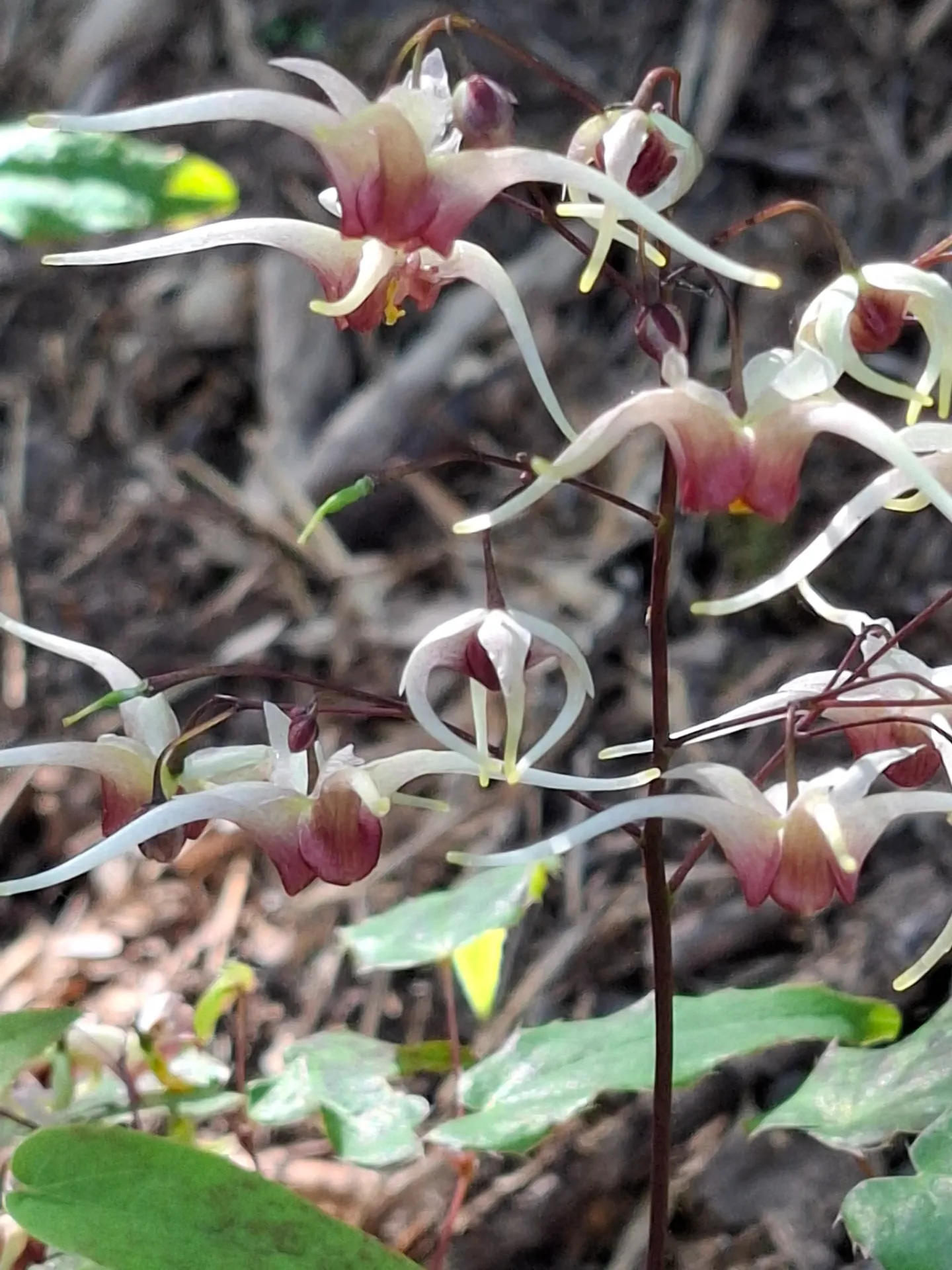 [525] Epimedium Domino