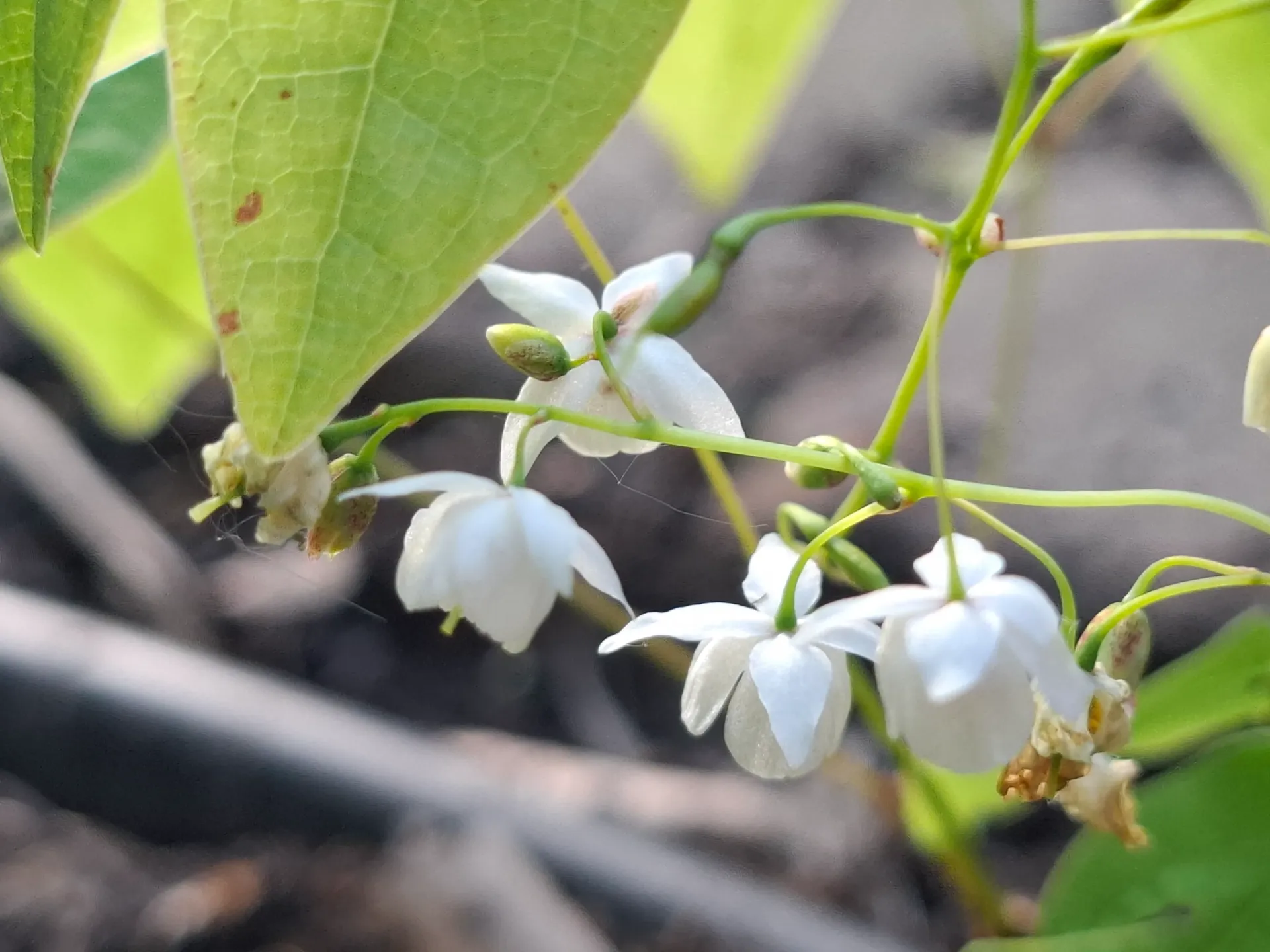 Epimedium x Setosum