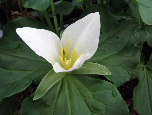 Trillium albidum