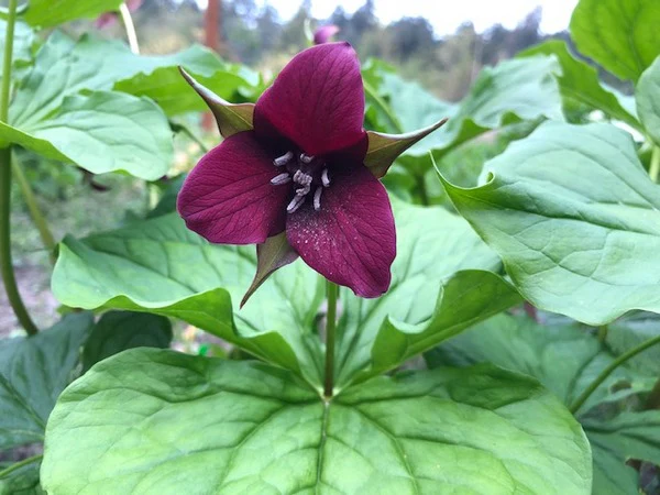 [534] Trillium sulcatum